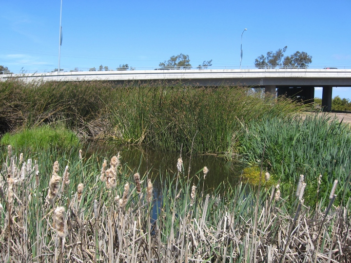 Roadside Herp Habitat